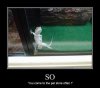 funny-image-with-captions-lizard-hitting-up-person-pet-store.jpg